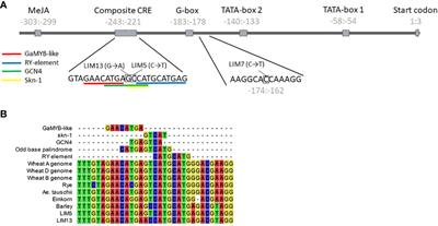 Optimized barley phytase gene expression by focused FIND-IT screening for mutations in cis-acting regulatory elements